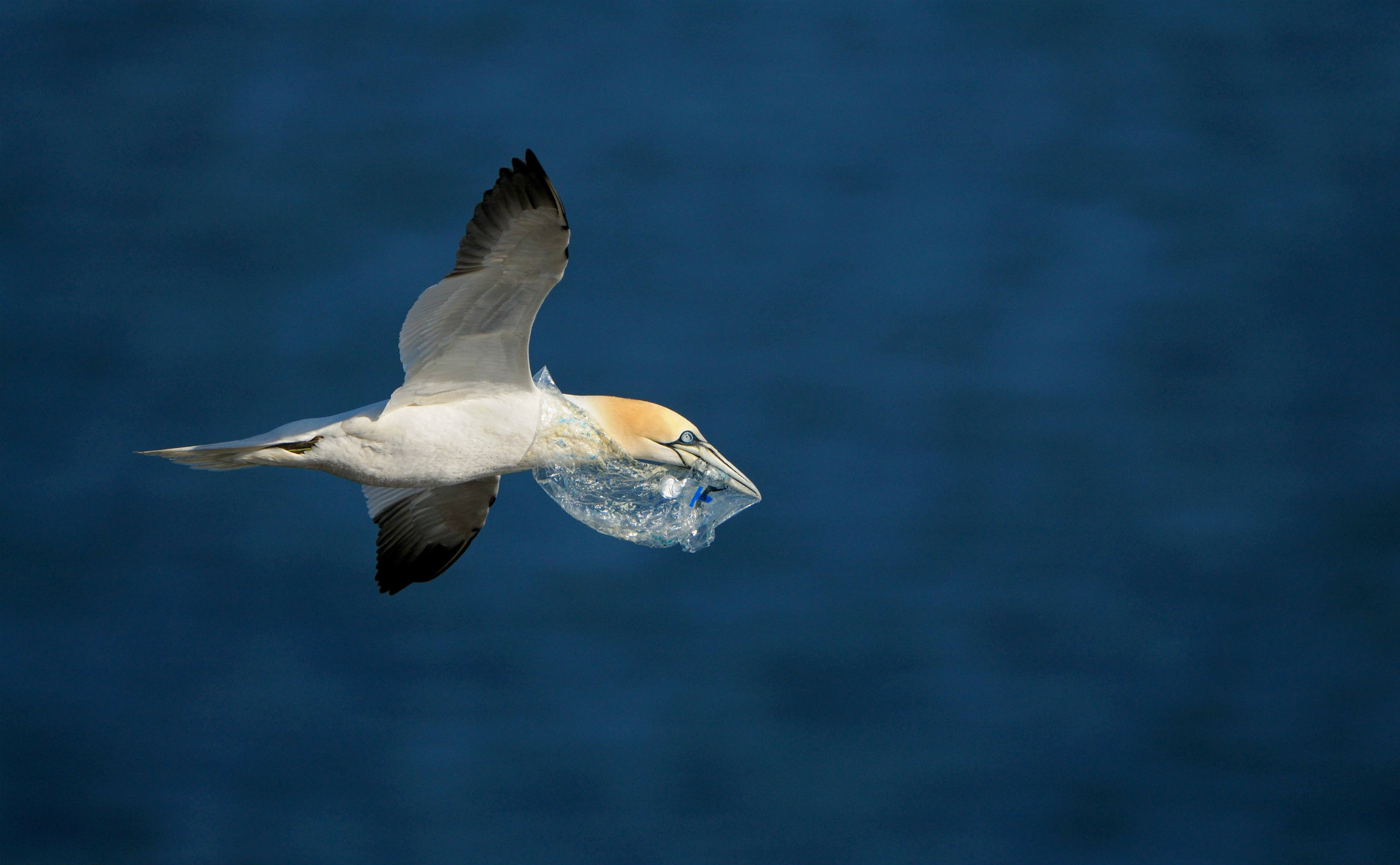 Vogel an der Nordsee mit Müll im Schnabel